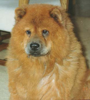 COOKIE, God bless her soul. 1985-1997.